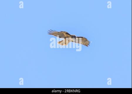 Faucon à queue rouge (Buteo jamaicensis), volant dans le vent de face, États-Unis, Californie, Pacific Coast Highway Banque D'Images
