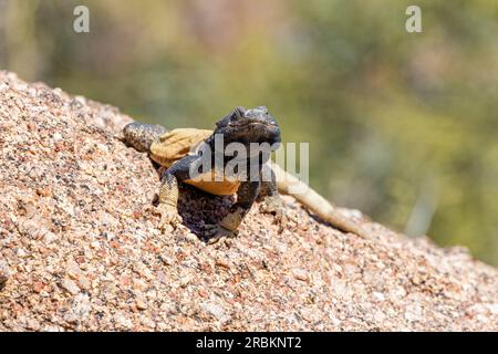 Chuckwalla commun (Sauromalus ater), grand mâle sur un rocher, vue de face, États-Unis, Arizona, Pinnacle Peak, Scottsdale Banque D'Images