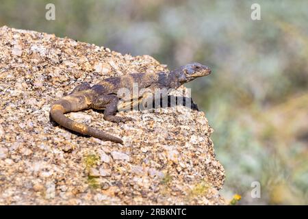 Chuckwalla commune (Sauromalus ater), grande femelle sur un rocher, USA, Arizona, Pinnacle Peak, Scottsdale Banque D'Images