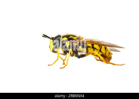 Large Meadow Fly (Chrysotoxum cautum), vue de côté, découpé, pays-Bas Banque D'Images