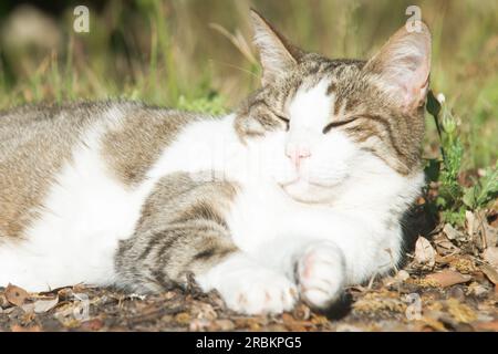 Chat souriant, dormant dans le jardin Banque D'Images