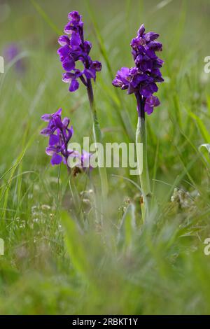 Petite orchidée, Anacamptis morio, Orchis morio, Banque D'Images