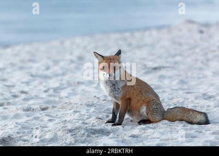 Renard roux, Vulpes vulpes, sur la plage ouest de Darß, parc national de la lagune de Poméranie occidentale, Mecklembourg Poméranie occidentale, Allemagne Banque D'Images