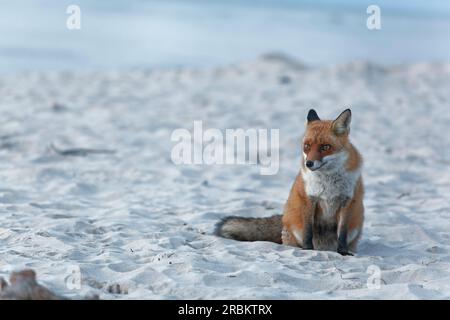 Renard roux, Vulpes vulpes, sur la plage ouest de Darß, parc national de la lagune de Poméranie occidentale, Mecklembourg Poméranie occidentale, Allemagne Banque D'Images
