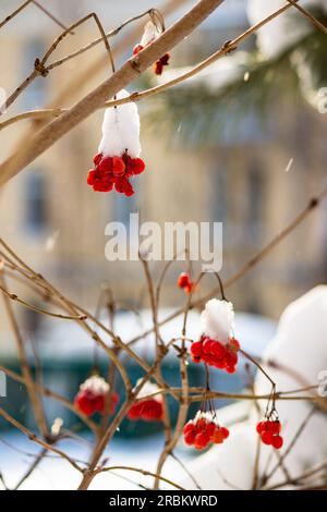 Baies rouges juteuses de viburnum (Guelder rose, Viburnum opulus) recouvertes de neige en hiver. Beau fond d'hiver pittoresque. Nourriture pour oiseaux en hiver Banque D'Images