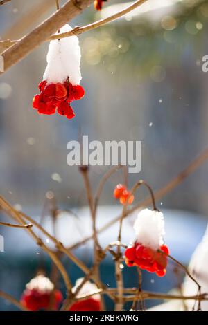 Baies rouges juteuses de viburnum (Guelder rose, Viburnum opulus) recouvertes de neige en hiver. Beau fond d'hiver pittoresque. Nourriture pour oiseaux en hiver Banque D'Images