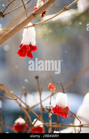 Baies rouges juteuses de viburnum (Guelder rose, Viburnum opulus) recouvertes de neige en hiver. Beau fond d'hiver pittoresque. Nourriture pour oiseaux en hiver Banque D'Images