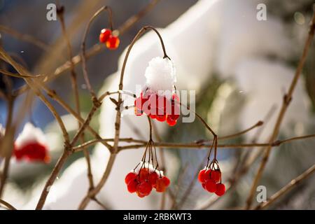 Baies rouges juteuses de viburnum (Guelder rose, Viburnum opulus) recouvertes de neige en hiver. Beau fond d'hiver pittoresque. Nourriture pour oiseaux en hiver Banque D'Images