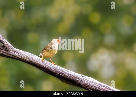 L'étoile femelle finch, du finch à face rouge, Bathilda ruficauda, un petit oiseau mangeur de graines du nord de l'Australie. Banque D'Images