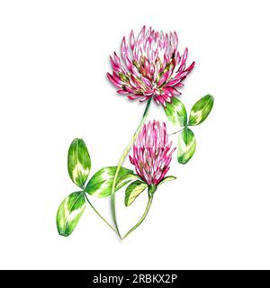 un ensemble d'illustrations aquarelles lumineuses. herbes des prairies, fleurs, trèfle. ambiance estivale pour la conception de cartes postales, invitations, conception de site web. Banque D'Images