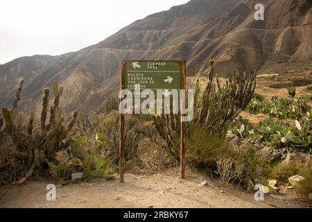 Randonnée à travers le Canyon de Colca en suivant la route de Cabanaconde à l'Oasis. Banque D'Images