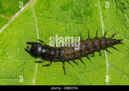 Hellgrammite de la dobsonfly orientale - Corydalus cornutus Banque D'Images