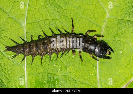 Hellgrammite de la dobsonfly orientale - Corydalus cornutus Banque D'Images