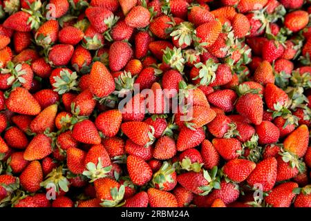 Fraises dans un étal sur le marché central de fruits et légumes à Arequipa, Pérou. Banque D'Images