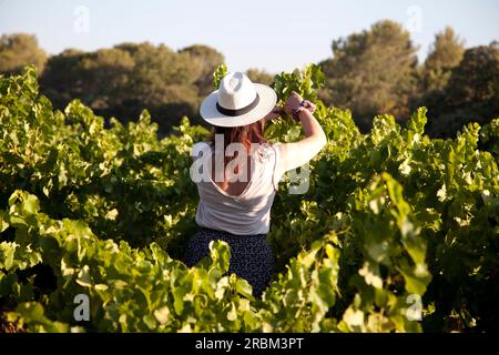 travail de vigne Banque D'Images