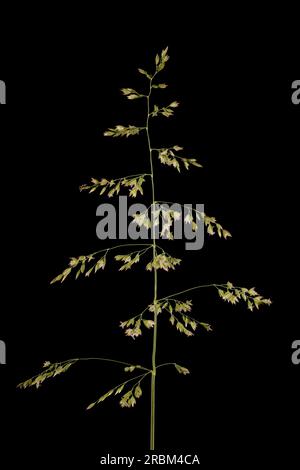 Prairie lisse (Poa pratensis). Inflorescence en gros plan Banque D'Images