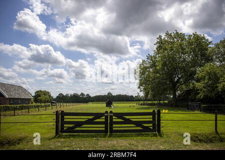 WAPSE - Pasture où un loup a été abattu après avoir blessé un éleveur de moutons. L'éleveur de moutons a essayé de chasser le loup après avoir découvert qu'il avait tué certains de ses moutons. Le pâturage est équipé d'une grille résistante aux loups avec clôture électrique. ANP VINCENT JANNINK netherlands Out - belgique Out Banque D'Images