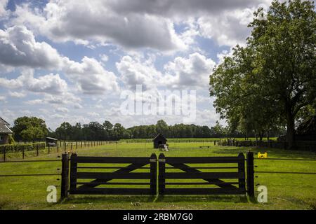 WAPSE - Pasture où un loup a été abattu après avoir blessé un éleveur de moutons. L'éleveur de moutons a essayé de chasser le loup après avoir découvert qu'il avait tué certains de ses moutons. Le pâturage est équipé d'une grille résistante aux loups avec clôture électrique. ANP VINCENT JANNINK netherlands Out - belgique Out Banque D'Images