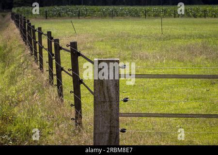 WAPSE - Pasture où un loup a été abattu après avoir blessé un éleveur de moutons. L'éleveur de moutons a essayé de chasser le loup après avoir découvert qu'il avait tué certains de ses moutons. Le pâturage est équipé d'une grille résistante aux loups avec clôture électrique. ANP VINCENT JANNINK netherlands Out - belgique Out Banque D'Images