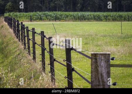 WAPSE - Pasture où un loup a été abattu après avoir blessé un éleveur de moutons. L'éleveur de moutons a essayé de chasser le loup après avoir découvert qu'il avait tué certains de ses moutons. Le pâturage est équipé d'une grille résistante aux loups avec clôture électrique. ANP VINCENT JANNINK netherlands Out - belgique Out Banque D'Images