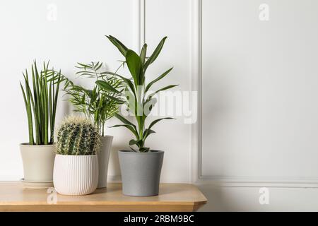 Beaucoup de plantes différentes dans des pots sur la table en bois à l'intérieur, espace pour le texte. Décoration maison Banque D'Images