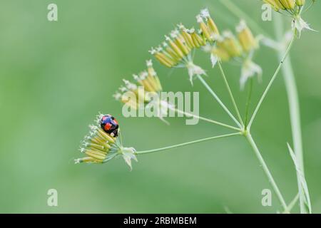 Macro photo de coccinelle asiatique en latin appelée Harmonia Axyridis Banque D'Images