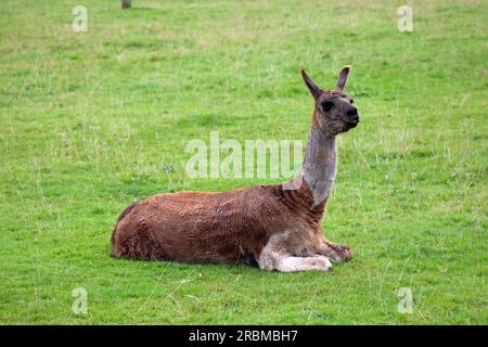 Un lama récemment taillé assis sur l'herbe, regardant attentivement Banque D'Images