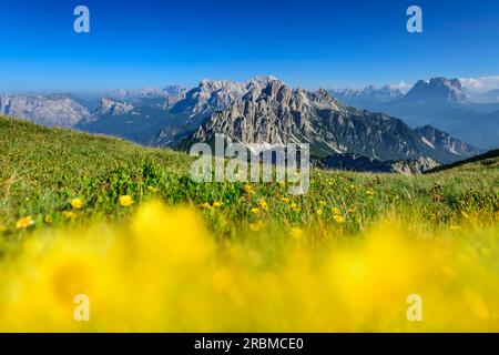 Prairie fleurie floue au premier plan avec Castello di Moschesin et Monte Pelmo en arrière-plan, Belluneser Höhenweg, Dolomites, Veneto, Ven Banque D'Images