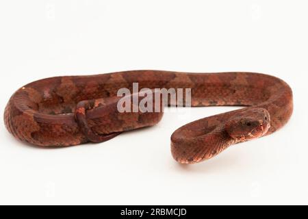 Serpent pitviper à nez plat Craspedocephalus Trimeresurus puniceus isolé sur fond blanc Banque D'Images