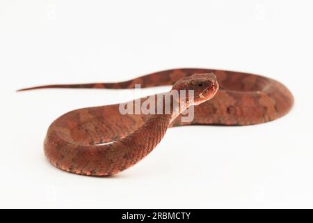 Serpent pitviper à nez plat Craspedocephalus Trimeresurus puniceus isolé sur fond blanc Banque D'Images