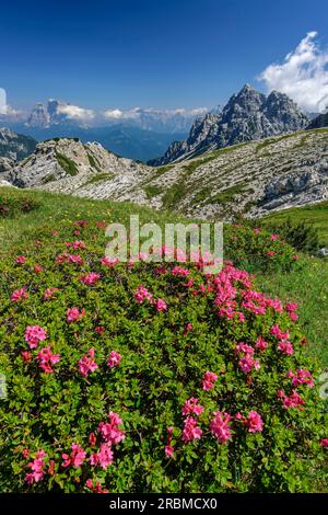 Roses alpines avec Monte Pelmo et Castello di Moschesin en arrière-plan, Belluneser Höhenweg, Dolomites, Vénétie, Vénétie, Italie Banque D'Images