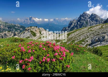 Roses alpines avec Monte Pelmo et Castello di Moschesin en arrière-plan, Belluneser Höhenweg, Dolomites, Vénétie, Vénétie, Italie Banque D'Images