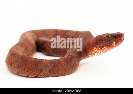 Serpent pitviper à nez plat Craspedocephalus Trimeresurus puniceus isolé sur fond blanc Banque D'Images