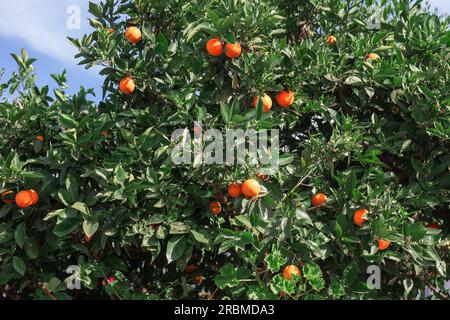 Oranges poussant sur un arbre en Sicile, Italie, Europe Banque D'Images