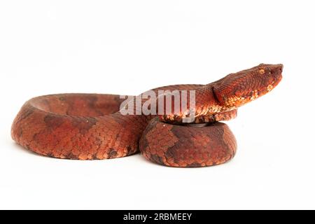 Serpent pitviper à nez plat Craspedocephalus Trimeresurus puniceus isolé sur fond blanc Banque D'Images