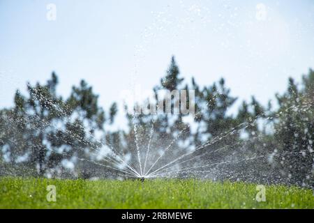 Arroser la pelouse dans le parc en été au soleil en Ukraine, herbe verte Banque D'Images