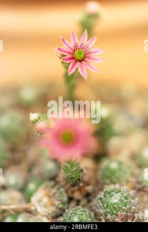Fleurs du houseleek, houseleek commun, Sempervivum tectorum Banque D'Images