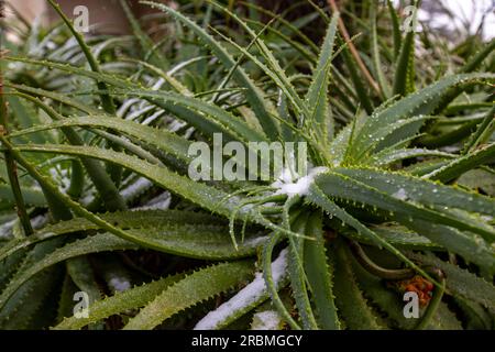 (230710) -- JOHANNESBURG, 10 juillet 2023 (Xinhua) -- la neige tombe sur les usines de Houghton à Johannesburg, Afrique du Sud, le 10 juillet 2023. (Xinhua/Zhang Yudong) Banque D'Images