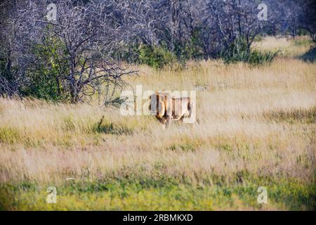 Un lion mâle en herbe haute dans le Bush du parc national d'Etosha en Namibie, en Afrique Banque D'Images