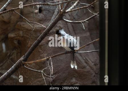 Coua à crête ou Coua Cristata, espèce d'oiseau endémique de l'île de Madagascar. L'oiseau perché sur une branche du zoo Banque D'Images