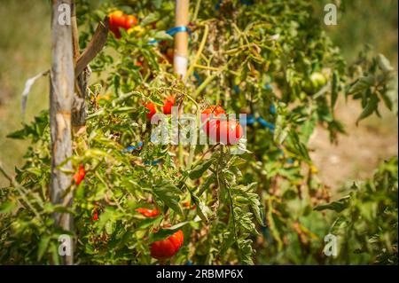 Tomates anciennes mûrissant sur plant de tomate, Solanum lycopersicum, Andalousie, Espagne Banque D'Images