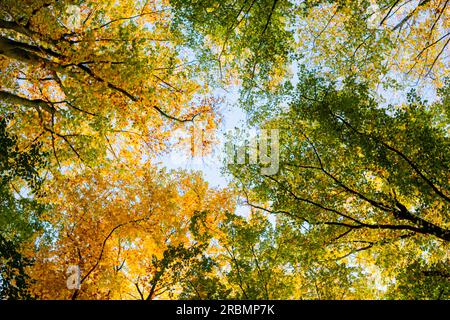 Vue automnale de feuilles de forêt colorées sur un fond de ciel bleu clair à Bruges, Belgique. Banque D'Images