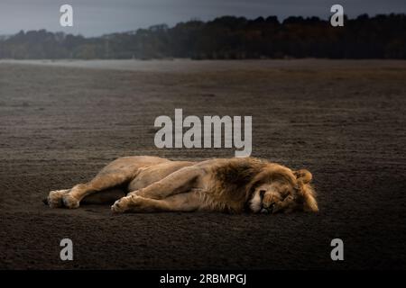 Majestueux lion mâle sauvage avec une grande crinière, simba, dormant dans la savane dans le parc national du Serengeti, Tanzanie, Afrique Banque D'Images