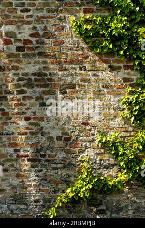 Mur de briques rouges et lierre. Banque D'Images