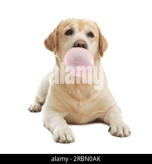 Chien mignon Labrador Retriever soufflant de la gomme à bulles sur fond blanc Banque D'Images