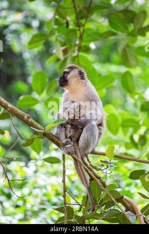 Singe africain femelle, portant son petit. Jardin botanique d'Entebbe, Ouganda. Banque D'Images