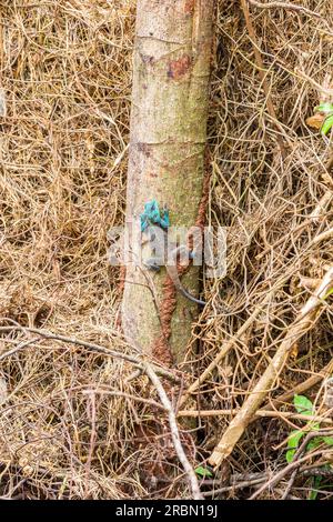 Lézard agama à tête bleue sur le tronc d'un arbre. Jardin botanique d'Entebbe, Ouganda Banque D'Images