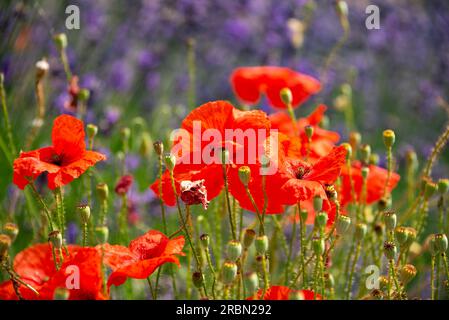 Lavande et coquelicots sur le champ de fleurs sauvages en été Banque D'Images