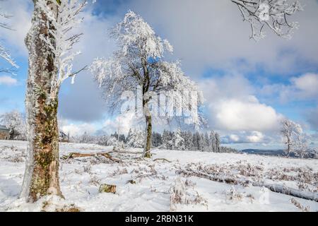 Hêtres enneigés à Kahler Asten (841 m) près de Winterberg, Sauerland, Rhénanie du Nord-Westphalie, Allemagne Banque D'Images