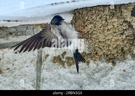 Hirondelle, Hirundinidae, nourrissant sa race dans leur nid Banque D'Images